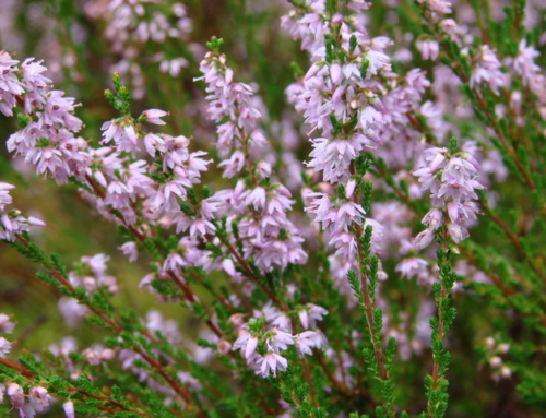 В Беларуси подведены итоги конкурса «Растение 2026 года»